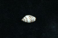 藏品(火燄筆螺)的圖片